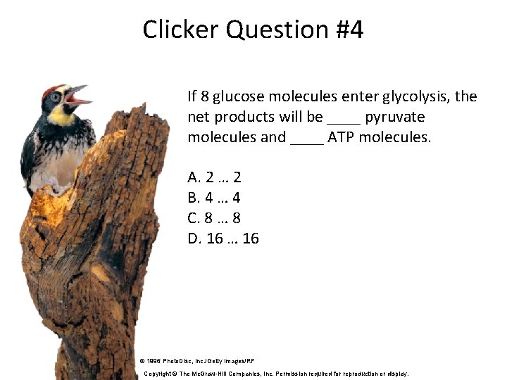 Clicker Question #4 If 8 glucose molecules enter glycolysis, the net products will be