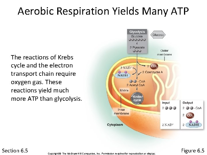 Aerobic Respiration Yields Many ATP The reactions of Krebs cycle and the electron transport