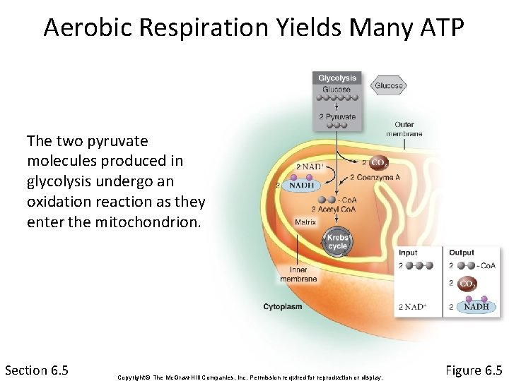 Aerobic Respiration Yields Many ATP The two pyruvate molecules produced in glycolysis undergo an