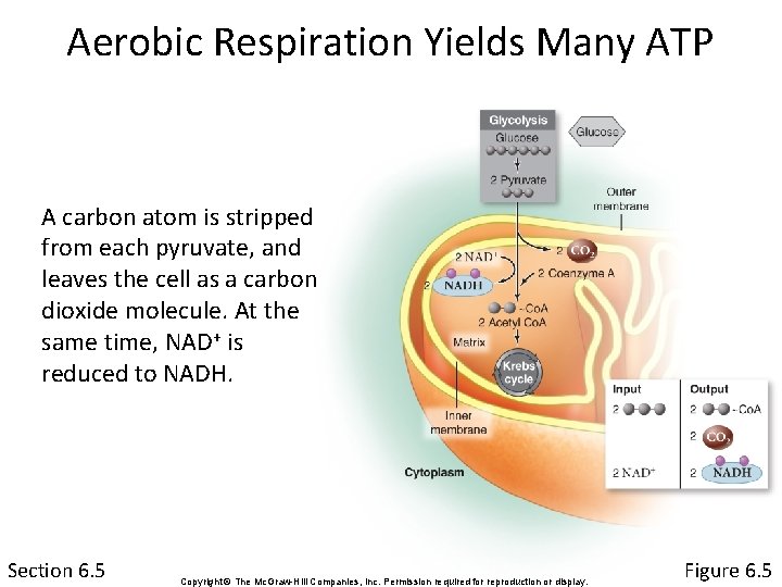 Aerobic Respiration Yields Many ATP A carbon atom is stripped from each pyruvate, and