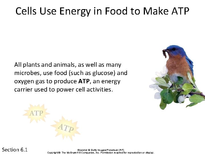 Cells Use Energy in Food to Make ATP All plants and animals, as well