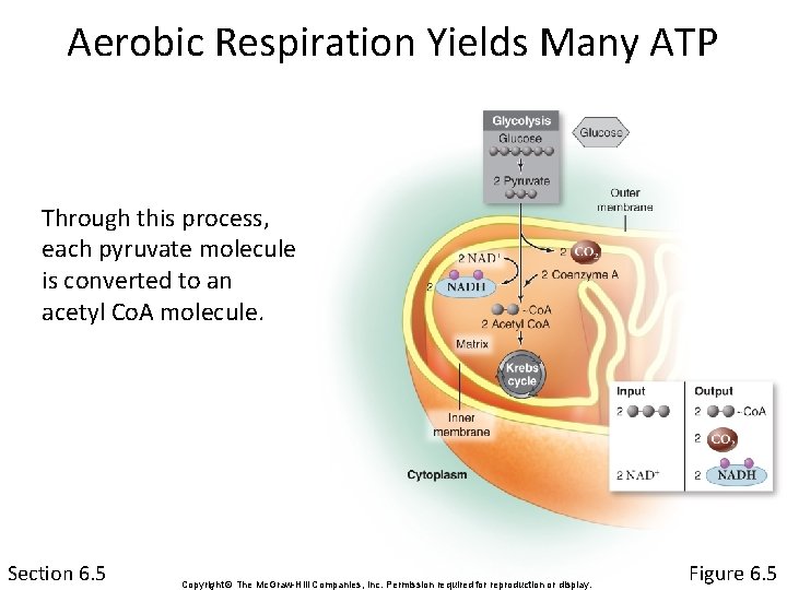 Aerobic Respiration Yields Many ATP Through this process, each pyruvate molecule is converted to