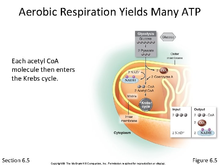 Aerobic Respiration Yields Many ATP Each acetyl Co. A molecule then enters the Krebs