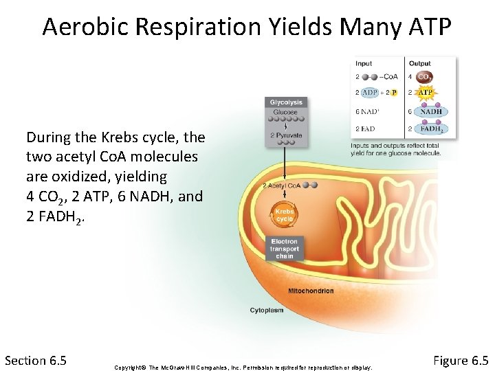 Aerobic Respiration Yields Many ATP During the Krebs cycle, the two acetyl Co. A