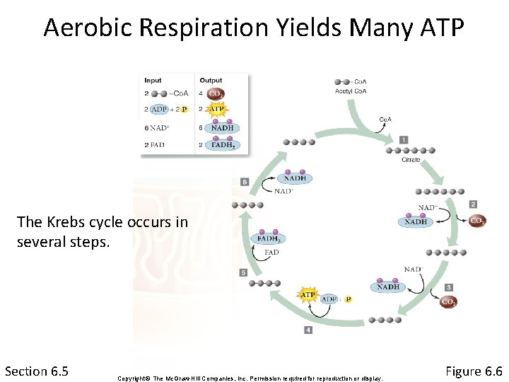 Aerobic Respiration Yields Many ATP The Krebs cycle occurs in several steps. Section 6.