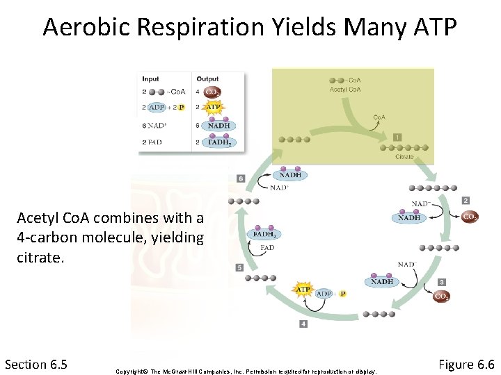 Aerobic Respiration Yields Many ATP Acetyl Co. A combines with a 4 -carbon molecule,