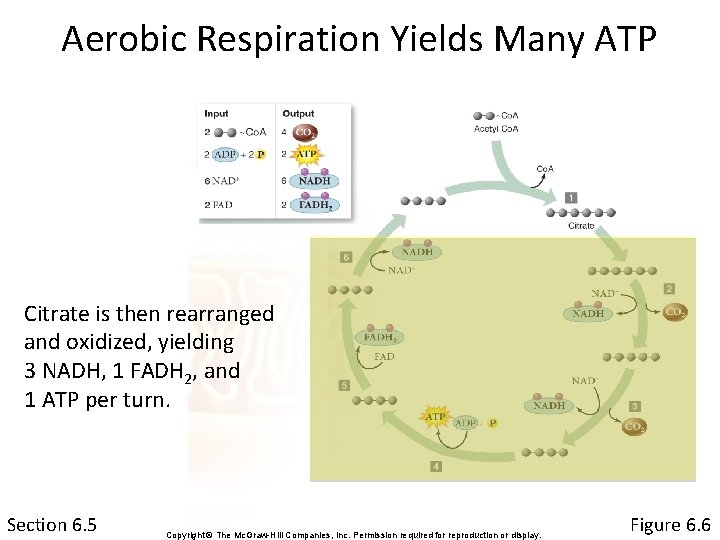 Aerobic Respiration Yields Many ATP Citrate is then rearranged and oxidized, yielding 3 NADH,