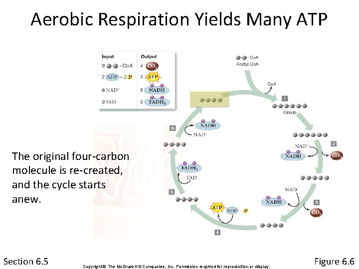 Aerobic Respiration Yields Many ATP The original four-carbon molecule is re-created, and the cycle