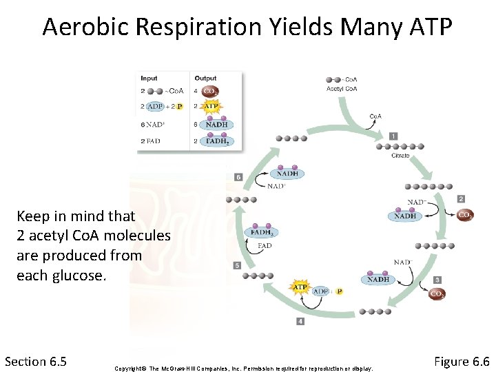 Aerobic Respiration Yields Many ATP Keep in mind that 2 acetyl Co. A molecules