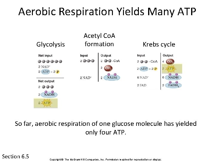 Aerobic Respiration Yields Many ATP Glycolysis Acetyl Co. A formation Krebs cycle So far,