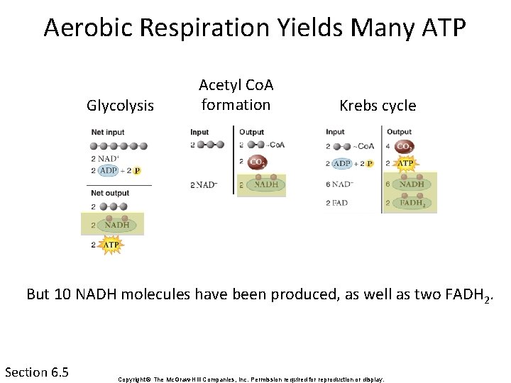 Aerobic Respiration Yields Many ATP Glycolysis Acetyl Co. A formation Krebs cycle But 10