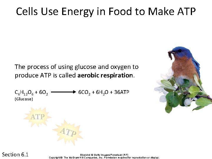 Cells Use Energy in Food to Make ATP The process of using glucose and