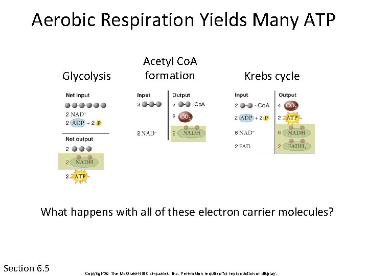 Aerobic Respiration Yields Many ATP Glycolysis Acetyl Co. A formation Krebs cycle What happens