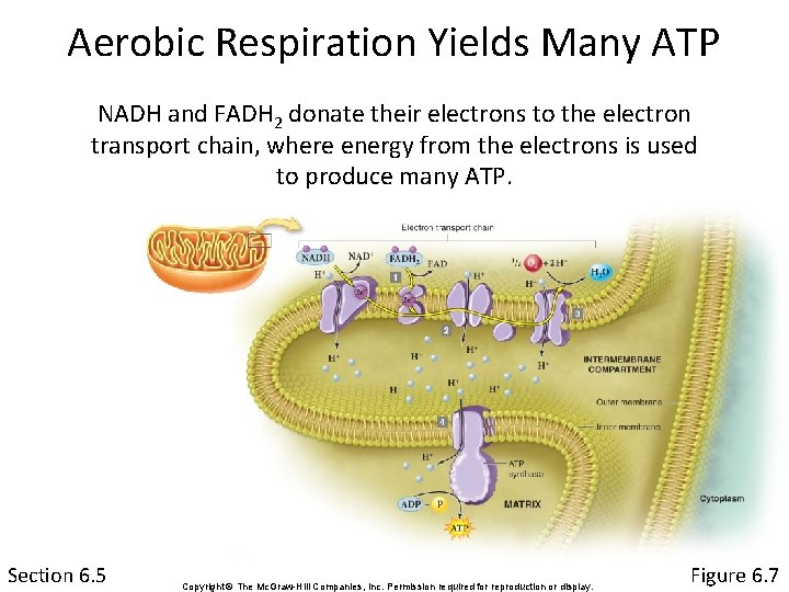 Aerobic Respiration Yields Many ATP NADH and FADH 2 donate their electrons to the