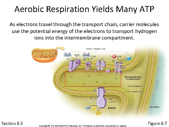 Aerobic Respiration Yields Many ATP As electrons travel through the transport chain, carrier molecules