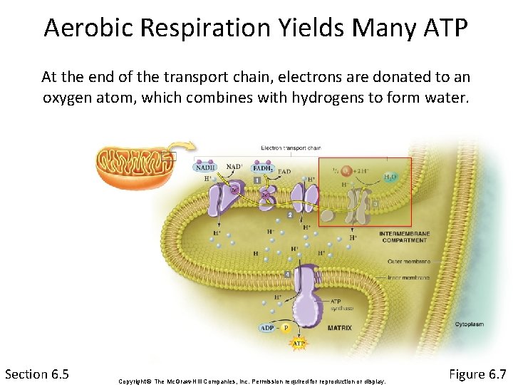 Aerobic Respiration Yields Many ATP At the end of the transport chain, electrons are