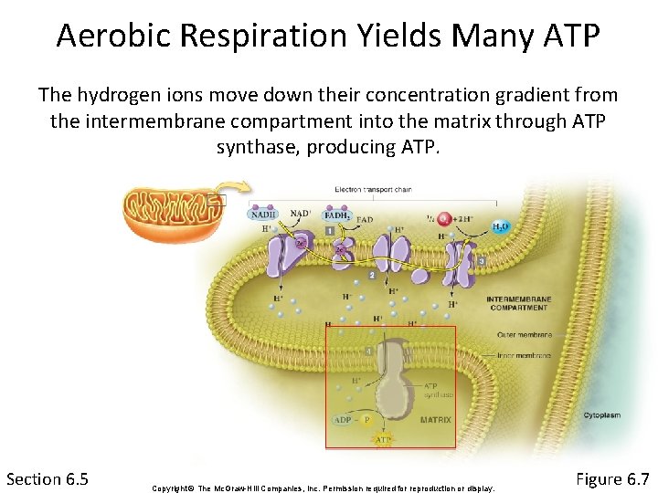 Aerobic Respiration Yields Many ATP The hydrogen ions move down their concentration gradient from