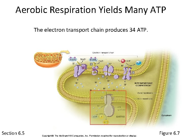 Aerobic Respiration Yields Many ATP The electron transport chain produces 34 ATP. Section 6.