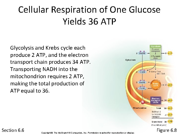 Cellular Respiration of One Glucose Yields 36 ATP Glycolysis and Krebs cycle each produce