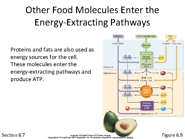 Other Food Molecules Enter the Energy-Extracting Pathways Proteins and fats are also used as