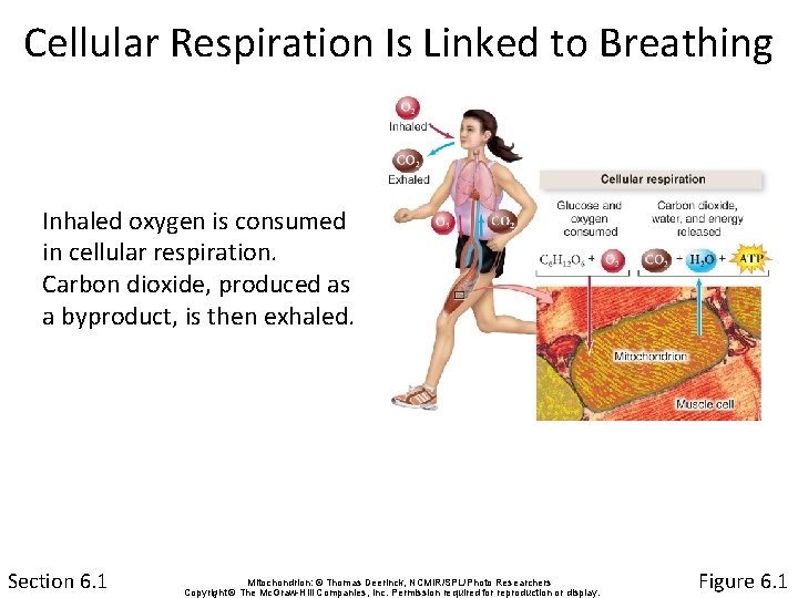 Cellular Respiration Is Linked to Breathing Inhaled oxygen is consumed in cellular respiration. Carbon