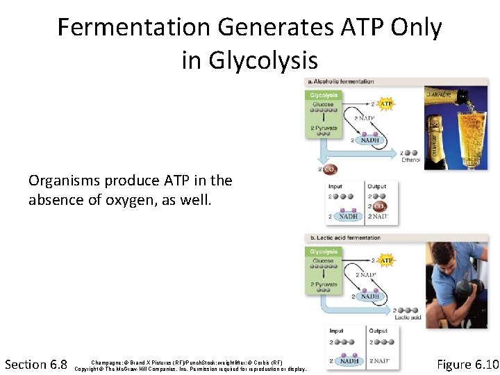 Fermentation Generates ATP Only in Glycolysis Organisms produce ATP in the absence of oxygen,