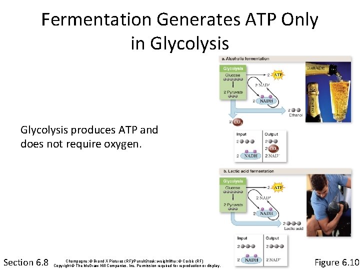 Fermentation Generates ATP Only in Glycolysis produces ATP and does not require oxygen. Section