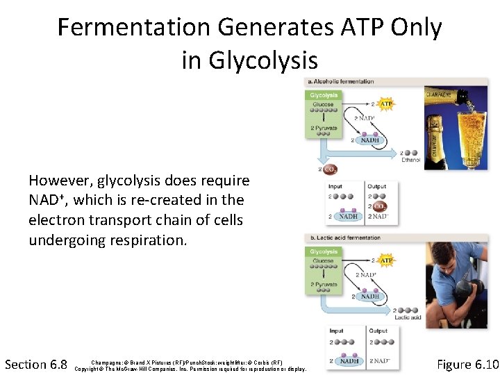 Fermentation Generates ATP Only in Glycolysis However, glycolysis does require NAD+, which is re-created