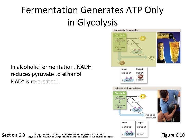 Fermentation Generates ATP Only in Glycolysis In alcoholic fermentation, NADH reduces pyruvate to ethanol.