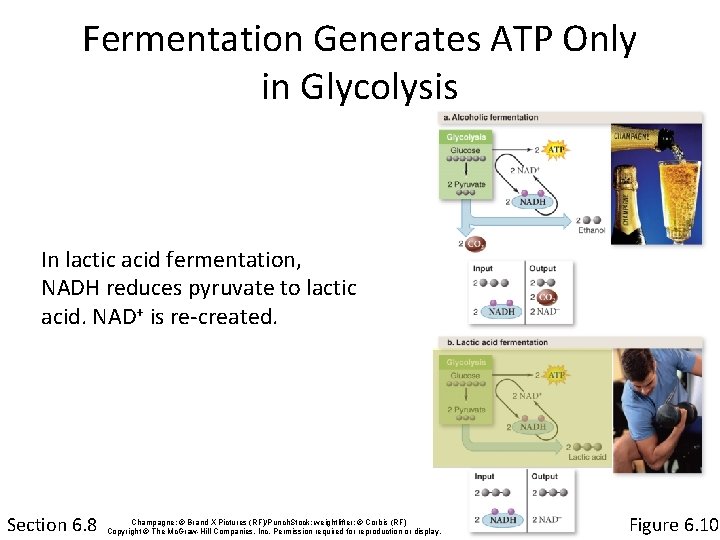 Fermentation Generates ATP Only in Glycolysis In lactic acid fermentation, NADH reduces pyruvate to