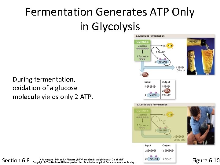 Fermentation Generates ATP Only in Glycolysis During fermentation, oxidation of a glucose molecule yields