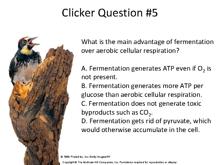 Clicker Question #5 What is the main advantage of fermentation over aerobic cellular respiration?