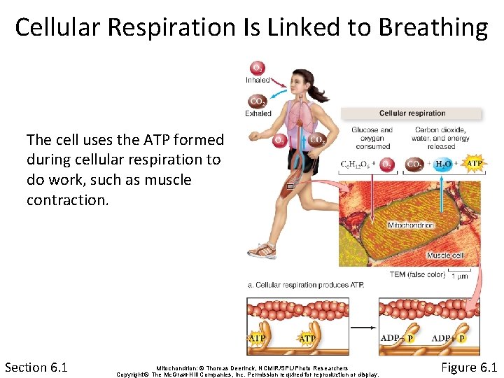 Cellular Respiration Is Linked to Breathing The cell uses the ATP formed during cellular
