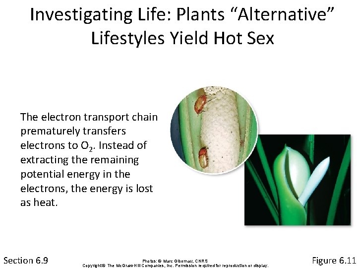 Investigating Life: Plants “Alternative” Lifestyles Yield Hot Sex The electron transport chain prematurely transfers