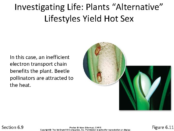 Investigating Life: Plants “Alternative” Lifestyles Yield Hot Sex In this case, an inefficient electron