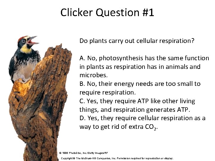 Clicker Question #1 Do plants carry out cellular respiration? A. No, photosynthesis has the