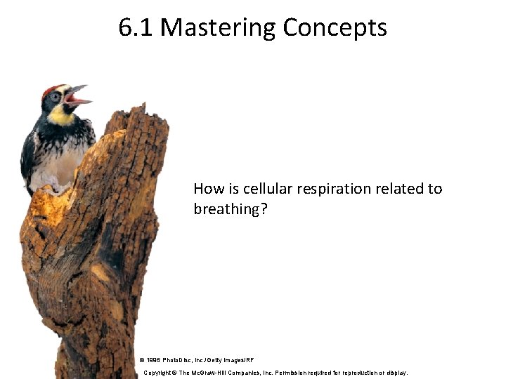 6. 1 Mastering Concepts How is cellular respiration related to breathing? © 1996 Photo.