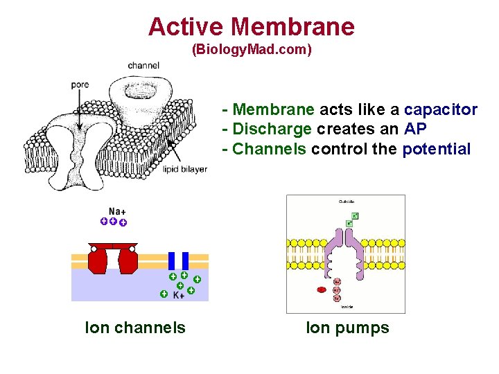Active Membrane (Biology. Mad. com) - Membrane acts like a capacitor - Discharge creates