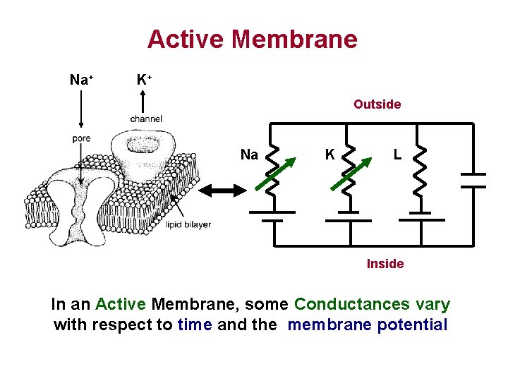 Active Membrane Na+ K+ Outside Na K L Inside In an Active Membrane, some