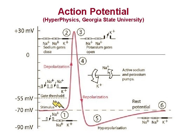 Action Potential (Hyper. Physics, Georgia State University) 