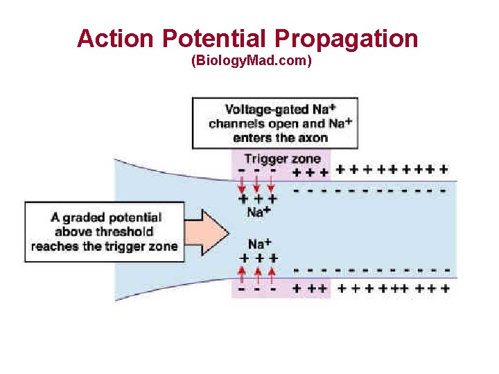 Action Potential Propagation (Biology. Mad. com) 