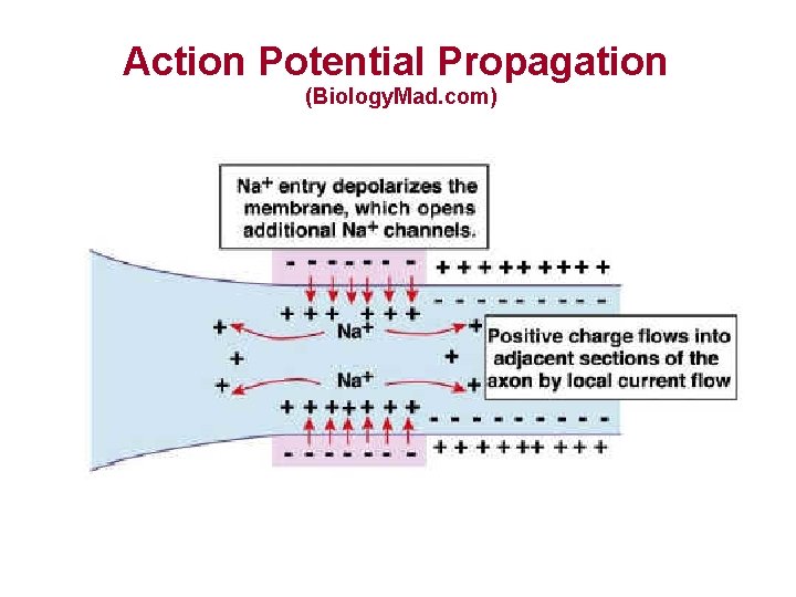Action Potential Propagation (Biology. Mad. com) 