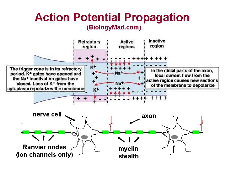 Action Potential Propagation (Biology. Mad. com) nerve cell Ranvier nodes (ion channels only) axon