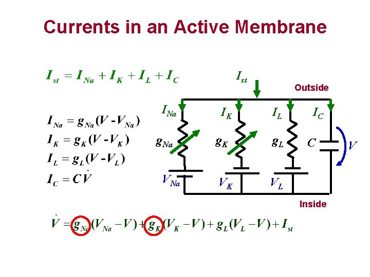 Currents in an Active Membrane Ist INa g. Na VNa IK Outside IL g.