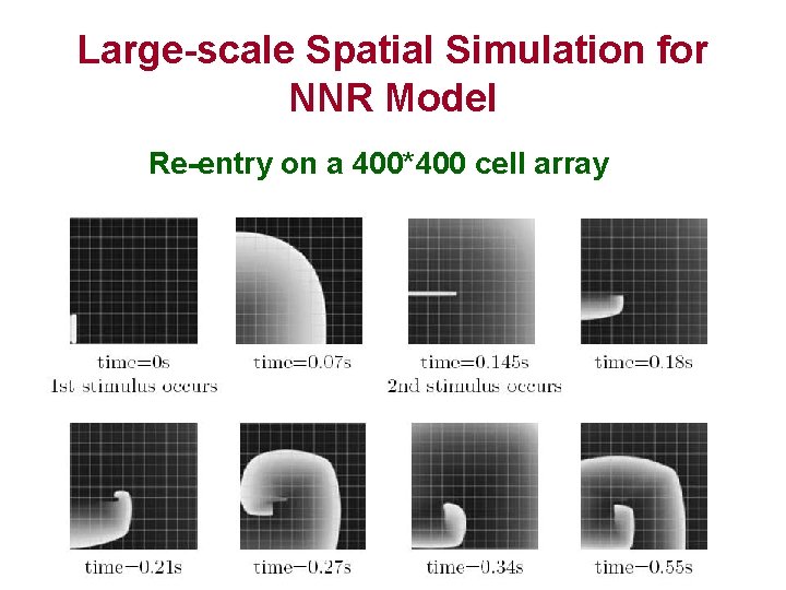 Large-scale Spatial Simulation for NNR Model Re-entry on a 400*400 cell array 