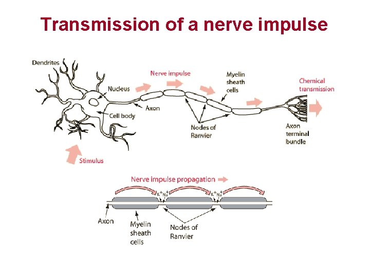 Transmission of a nerve impulse 