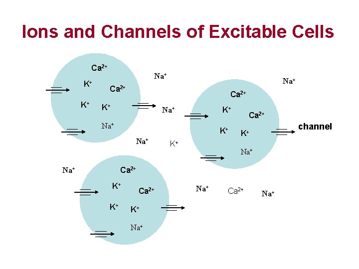 Ions and Channels of Excitable Cells 2+ Ca Cell K+ K+ Na+ Ca 2+