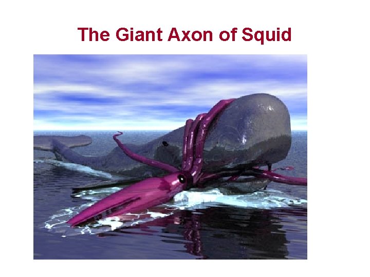 The Giant Axon of Squid 