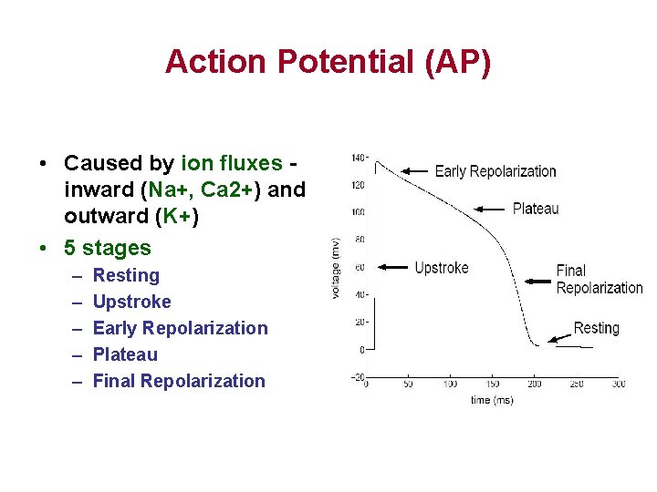 Action Potential (AP) • Caused by ion fluxes inward (Na+, Ca 2+) and outward