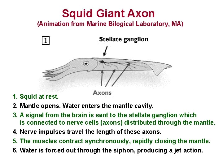 Squid Giant Axon (Animation from Marine Bilogical Laboratory, MA) 1. Squid at rest. 2.